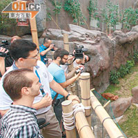 力克在海洋公園熊貓館觀賞「樂樂」吃竹枝的樣子。