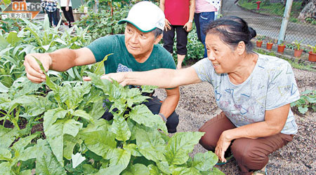 林氏夫婦望着親手栽種的瓜菜，一臉滿足。（甘偉倫攝）