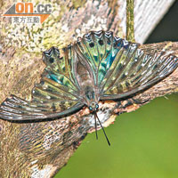 電蛺蝶身上長滿白點，經閃光燈拍攝，白點會變成藍光，是本港罕見蝴蝶品種。