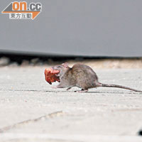 老鼠迅速將食物咬住。