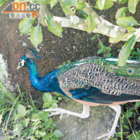 近日被發現於南丫島「自由行」的藍孔雀。