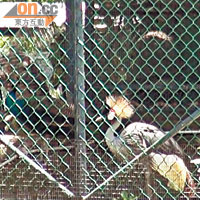 爭妍鬥麗<br>鐵籠內飼養有不同品種的禽鳥。