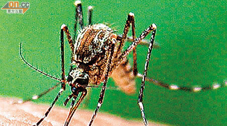 白紋伊蚊可傳播登革熱病毒。