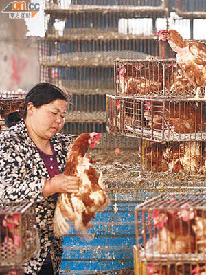 經常接觸家禽，或增加感染H7N9的機會。