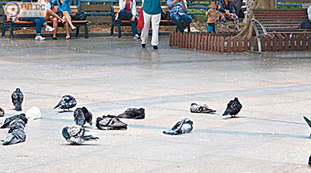 維園大批野鴿聚集，遊人擔心傳播禽流感。
