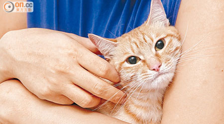 貓隻身上可能有牛結核菌可傳給人類，引致肺結核病。