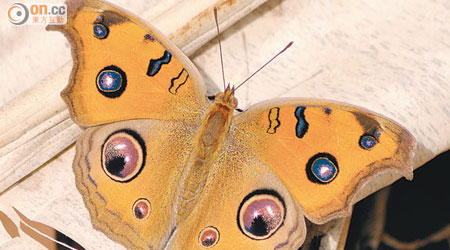 美眼蛺蝶旱季型在大埔環保會努力下，近年重現鳳園。（讀者黃傑提供圖片）