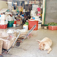 街市內有檔戶違規飼養狗隻。