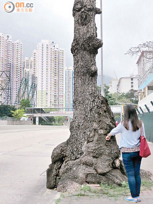 長沙灣東京街有樹木長出巨型「腫瘤」，有市民擔心會有塌樹危險。