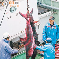 過度濫捕鯊魚，已令瀕危的鯊魚品種以倍數增加。