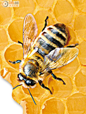 蜜蜂於有毒的花朵採蜜，所產蜜糖亦會帶有毒素，人類食用後有機會中毒。