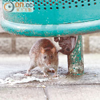 有老鼠「光天白日」覓食，南山邨清潔衞生差強人意。