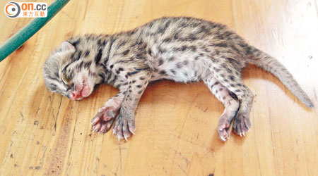 沙螺洞發現的初生豹貓，還未開眼。（冼耀華攝）