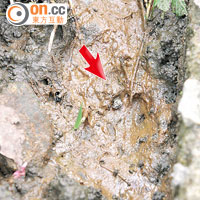昨在沙螺洞一渠內發現的四吋大爪印（箭嘴示）。（林明強攝）