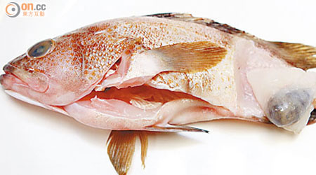 石斑魚長出腫瘤，引起污染恐慌。