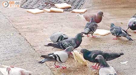 禮頓道電車站一帶疑有人非法餵飼雀鳥，吸引大批野鴿「聚餐」。