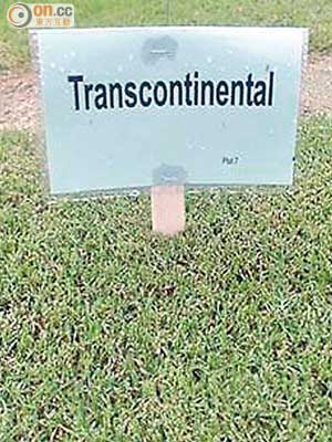 康樂及文化事務署指百慕達草Transcontinental較耐用，在陰暗環境下生長更能適應，表現較好。