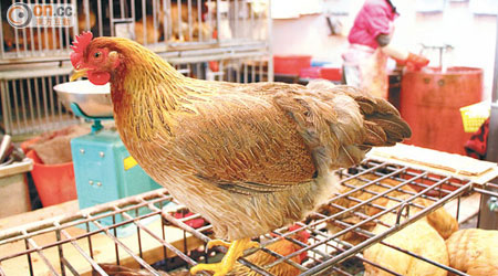 雞隻染H7N9後不病不死，卻可傳人，令防範工作十分困難。