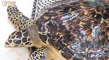 小玳瑁上周由漁護署接收再轉交海洋公園暫養，詎料三日後突然死亡。（資料圖片）