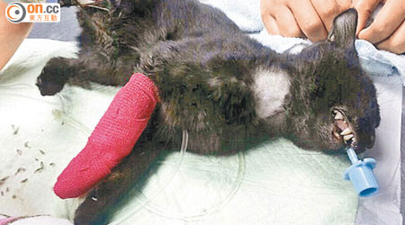 「小黑」遭狂徒用刀斬斷後腿，由獸醫診所照顧。（相片由NPV提供）