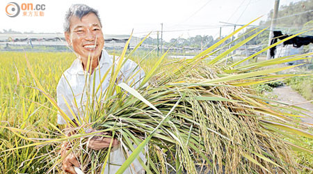 梁日信抱着重甸甸親手種植的大米，笑容燦爛。