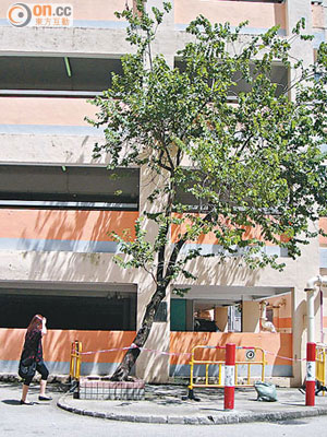 颱風襲港期間被強風吹至傾斜的大樹遲遲未被處理，引起居民不滿。