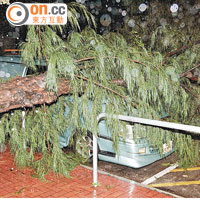 颱風期間屯門有大樹塌下壓毀路旁汽車。（李豪杰攝）