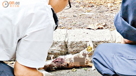 警員檢視遭虐殺的短毛貓屍體。（戴展邦攝）