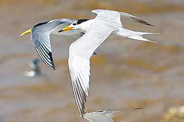 港基金贊助「神鳥」繁殖 1007-00176-043b1