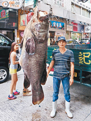 「巨無霸」杉躉被吊掛在食店外。（李國健攝）