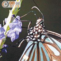 鳳園曾記錄到香港超過八成的蝴蝶品種，包括青斑蝶。