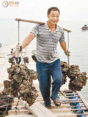 深圳蛇口漁港碼頭，經常有來自香港流浮山的生蠔運送上岸。（張琦攝）