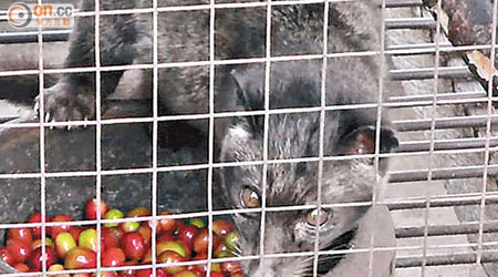 很多麝香貓被囚於狹小的鐵籠中，經常會發瘋自轉。