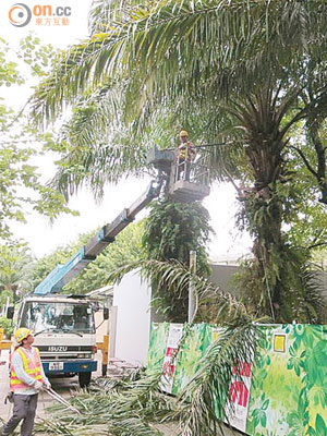 路政署花二千多萬元遷走維園內近三百棵樹。