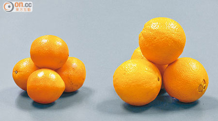 江西臍橙（左）與澳洲進口橙（右）比較，顏色較鮮艷。