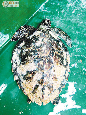 好心人購獲極度瀕危的「玳瑁」轉送海洋公園飼養，但三日後猝死。