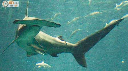 尚存的鎚頭鯊尚算「生猛」，暢泳時神態自若。