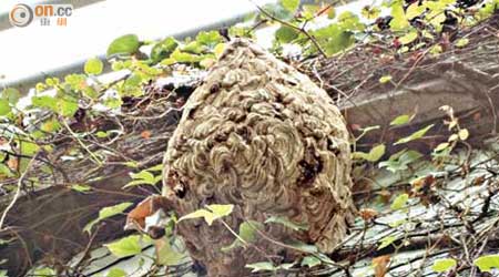 上水清曉路行人路牆身驚見一個巨型蜂巢，掛在樹木的氣根上。