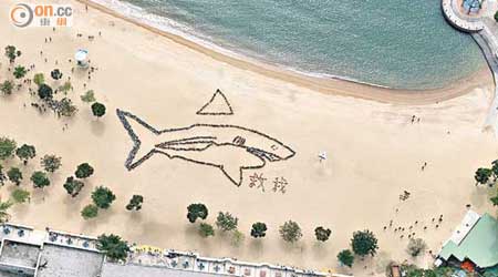 直升機拍攝圖片可見斷鰭的巨型鯊魚圖案，場面壯觀。（甘偉倫攝）