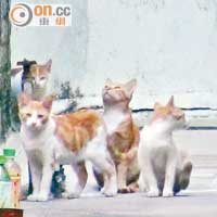 吉慶圍內有不少流浪貓。（林明強攝）
