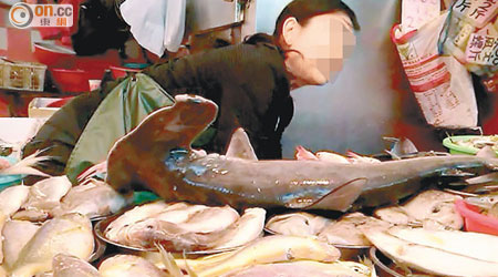 瀕危的鎚頭鯊出現鴨脷洲街市，魚販以二百元販賣。