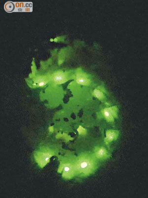 新品種雌性螢火蟲產卵後會全身綻放綠光，身軀會屈成倒轉「Ｃ字」護卵。（麥肇峰提供）