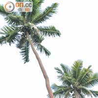 椰子油從椰子中提煉，為一種油性食品。