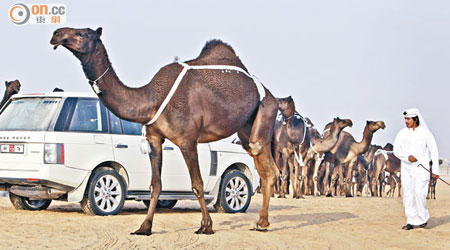 最新調查顯示駱駝或為新沙士中介宿主。