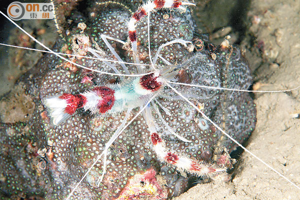 蝟蝦通常會棲息在珊瑚群。