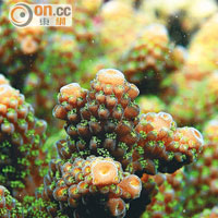 在海下灣海岸公園拍攝的鹿角珊瑚相當健康。