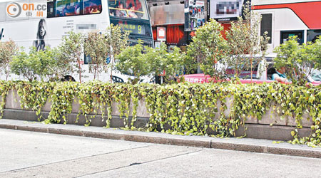 彌敦道植物欠缺修剪，枝葉從石屎盆栽伸延至車路。