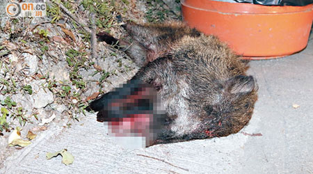野豬在西貢公路遭警車撞倒，腹部流出內臟。（梁少恒攝）