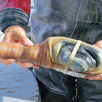 產自美國的部分象拔蚌被中國內地驗出含有砒霜，被禁止進口。圖為美國華盛頓州蛙人展示剛撈獲的象拔蚌。（互聯網圖片）