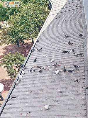 元朗站附近有行人天橋經常有野鴿聚集，現場更留有疑用以餵鴿的麵包碎屑。